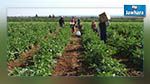 وزارة الفلاحة تقرّ جملة من الإجراءات لفائدة ولاية المنستير 