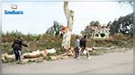 الرادار : قطع أشجار الكلتوس في الطريق الوطنية بسيدي بوعلي 