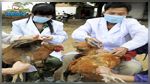  اليابان : إعدام 230 ألف دجاجة بسبب تفشي انفلوانزا الطيور