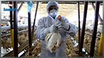 فرنسا ترفع مستوى خطر انفلونزا الطيور من 
