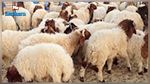 تطاوين : حجز  580 رأس غنم مهرب