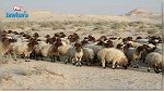 بينها أغنام : إحباط عمليات تهريب في تطاوين