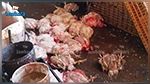 نابل : حجز نصف طن من الدجاح بمسلخ عشوائي
