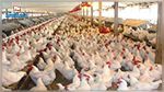 السعودية تمنع استيراد الدواجن من تونس : وزارة الفلاحة توضح 