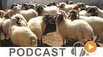 نشرة أخبار السابعة مساء ليوم الخميس 16 مارس 2017