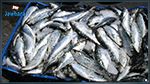 ظهور نوع جديد من سمك السردين في سواحل بنزرت