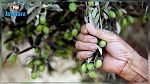 قرض من البنك العالمي للخواص لزراعة أشجار الزيتون