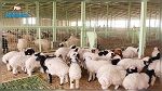 الكاف : لا أمراض وبائية في قطيع الماشية
