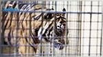 بريطانيا : نمر يهاجم حارسة في حديقة حيوانات 