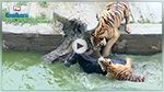 يلقون حمارا حيا لنمور جائعة في حديقة للحيوانات