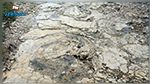 اكتشاف آثار أقدام لكائن عملاق منذ 150 مليون سنة
