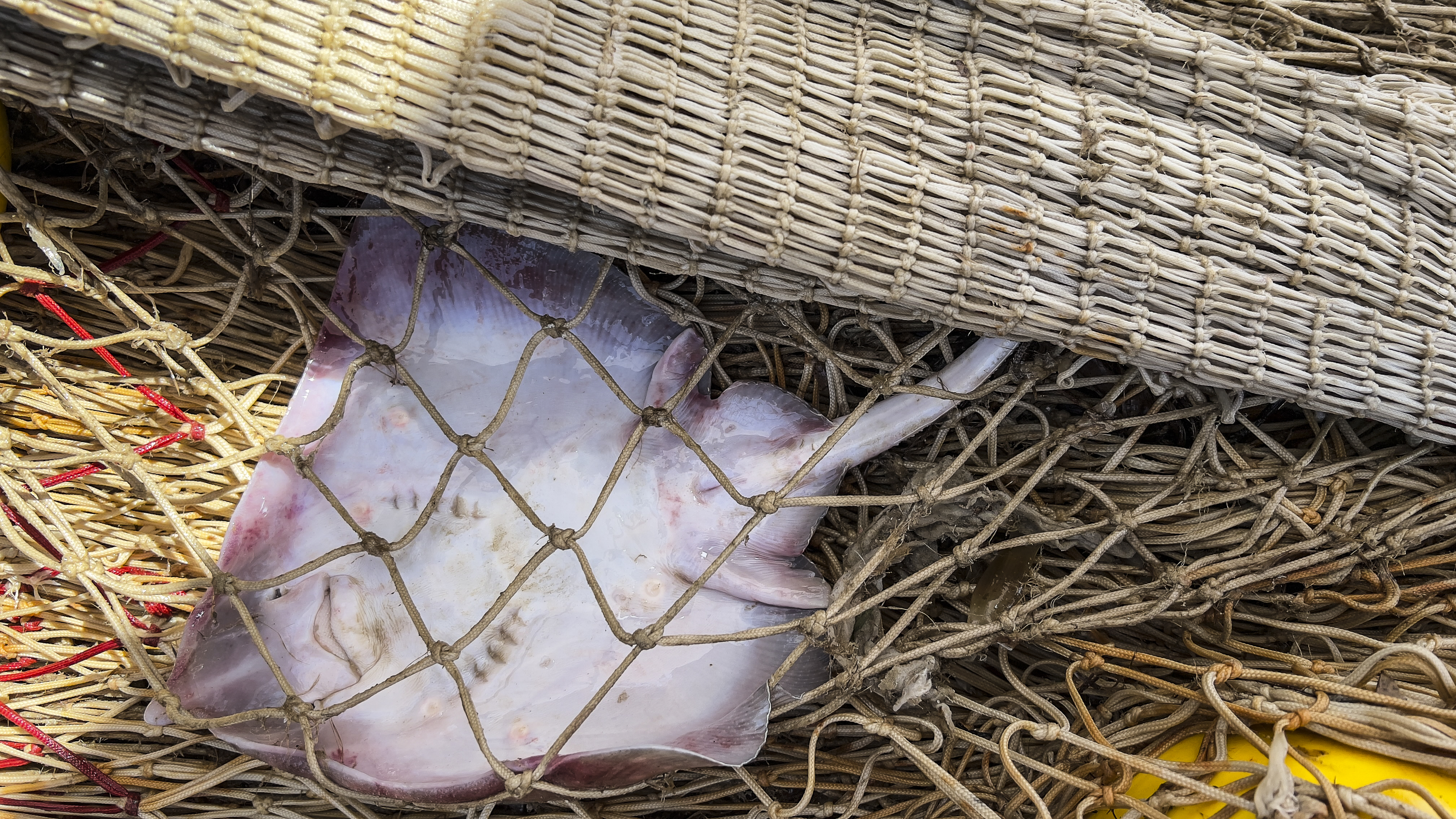A ray bycaught in Montenegro_©GFCM_Claudia Amico.jpg