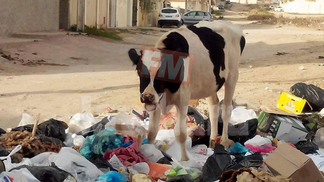 Un veau broute du plastique et autres déchets ménagers.jpg