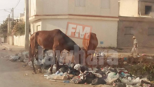 Des chevaux en train de casser la croute.jpg