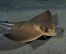 Eagle ray ©Laure Finelli Sandolo_WWF-Mediterranean.jpg