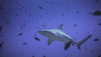 Sandbar shark ©Rocco Canella_WWF-Mediterranean.png