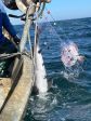 Turbot and incidentally caught harbour porpoise in a gillnet, Black Sea ©GFCM_Hüseyin Özbilgin .jpeg
