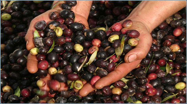 Sousse : Baisse de 77% de la récolte d’olives en 2013