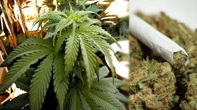 Phillip Morris commercialise des cigarettes à la Marijuana
