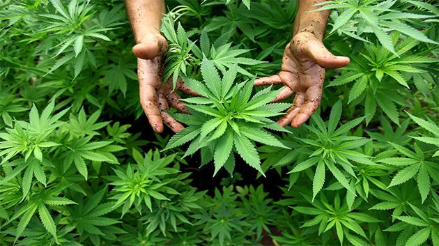 Maroc : Vers la légalisation du Cannabis