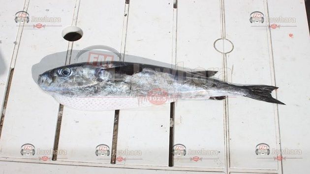 Sayada: Un poisson-coffre venimeux retrouvé
