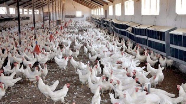 Direction de l'agriculture : La maladie de Newcastle n'est pas un danger pour l'homme