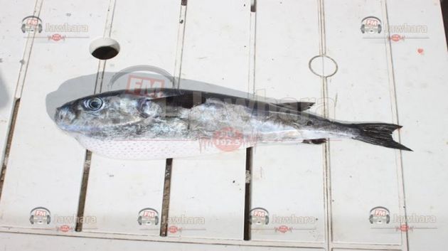 Bizerte : Le poisson-lapin découvert dans les eaux de Sidi Mechreg