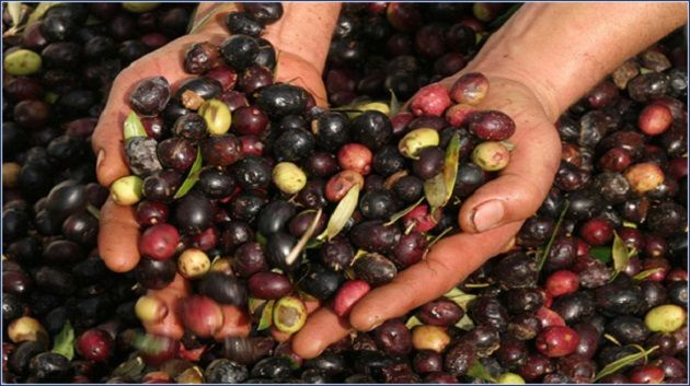 Monastir prévoit une baisse de 95% de la récolte des olives cette saison
