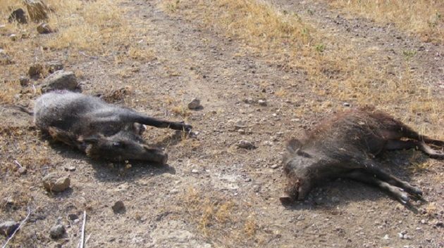 Ariana : 36 sangliers abattus lors d’une campagne de chasse de la municipalité