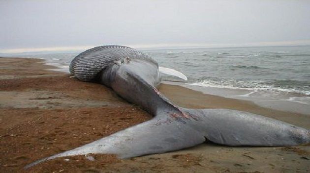 Sidi Bou Said : Une baleine de 6 tonnes retrouvée