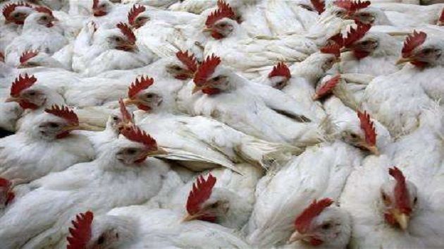 Pas de grippe aviaire en Tunisie selon le ministère de l'Agriculture