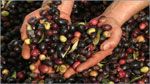 Sousse : Baisse de 77% de la récolte d’olives en 2013