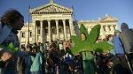 L'Uruguay : La loi sur la légalisation du cannabis adoptée 