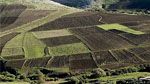 Attribution des terres agricoles domaniales : Les explications du ministère de l'Agricole et celui des Domaines de l'Etat