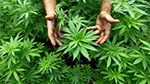 Maroc : Vers la légalisation du Cannabis
