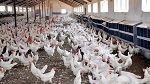 Direction de l'agriculture : La maladie de Newcastle n'est pas un danger pour l'homme
