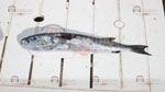 Bizerte : Le poisson-lapin découvert dans les eaux de Sidi Mechreg