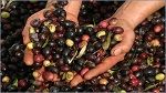 Monastir prévoit une baisse de 95% de la récolte des olives cette saison