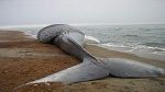 Sidi Bou Said : Une baleine de 6 tonnes retrouvée