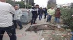 Un sanglier retrouvé mort à Hammamet 