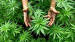Canada : Rassemblements pour la légalisation du cannabis dans plusieurs villes