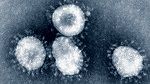 Egypte : Premier cas de coronavirus en provenance d'Arabie Saoudite