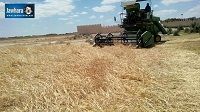 Kairouan : Démarrage de la saison de récolte