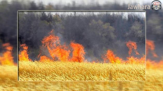 Jendouba : Un litige familial à l'origine de l'incendie d'un champ de blé