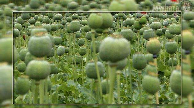 Sousse : Une plantation de cannabis découverte sur le toit d'une maison à Cité Erriadh