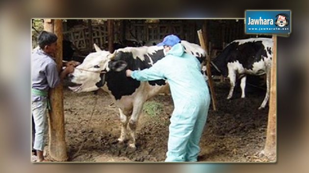 Mahdia : 3 cas de fièvre aphteuse enregistrés