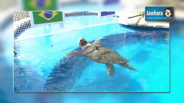 Mondial: une tortue prédit la victoire du Brésil jeudi