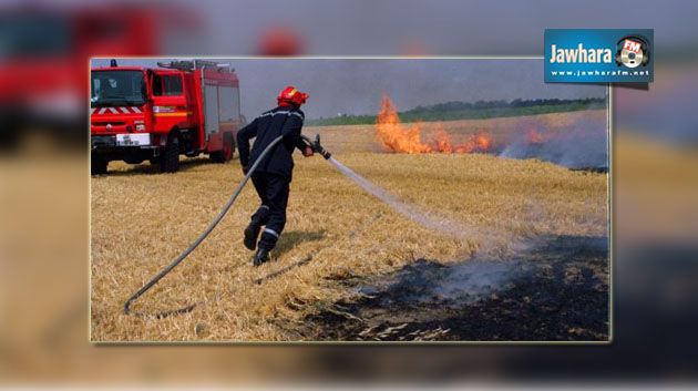 Le Kef : 60 hectares de champ de blé ravagés par le feu
