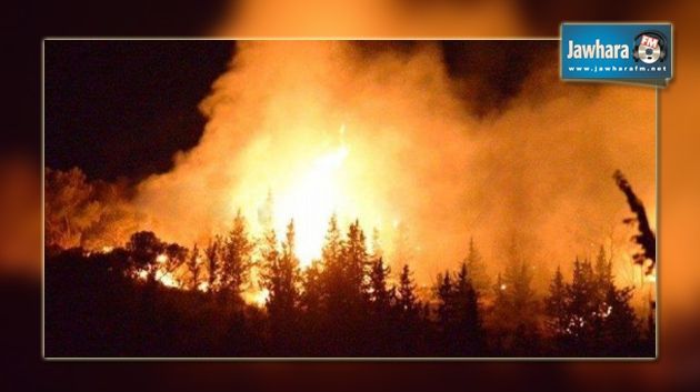 Kasserine : 4 jours de lutte contre des feux de forêt, 20 hectares détruits