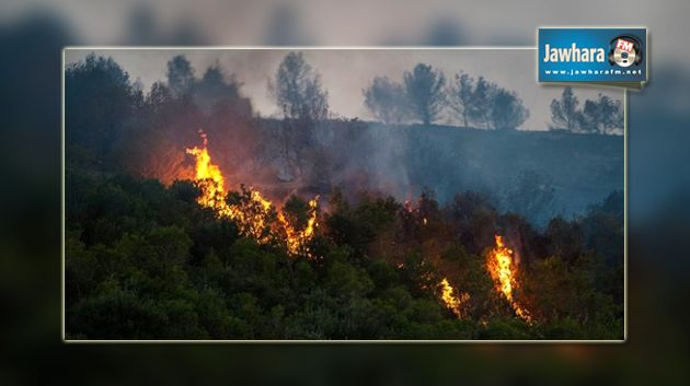 Zaghouan : 100 hectares de forêt ravagés par les feux